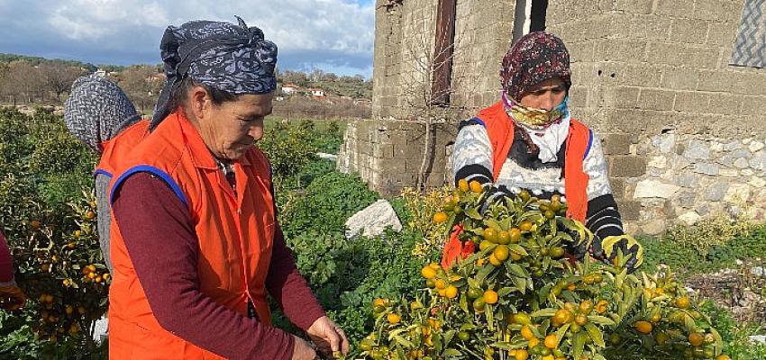 “Altın portakal” kumkuat İzmir’de üretilmeye başlandı