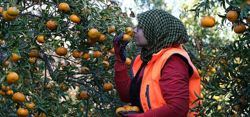 Bodrum Mandalinası Migros’un Desteği İle Tüm Türkiye’de