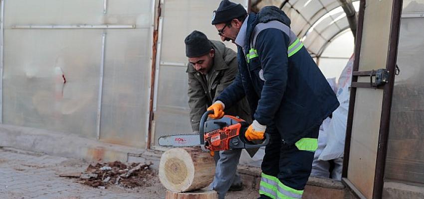 Budanan Ağaçlar İhtiyaç Sahiplerine Yakacak Oluyor