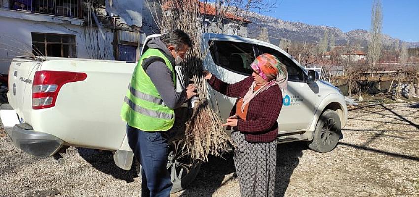 Büyükşehir Belediyesi ilçelerde fidan dağıtıyor