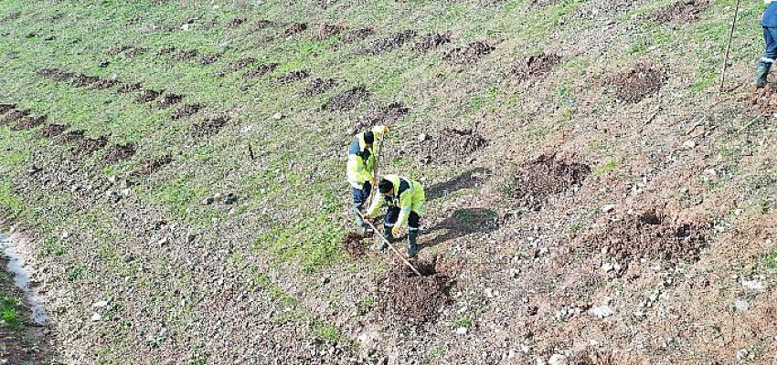 İlimtepe dolgu alanı ağaçlandırılıyor