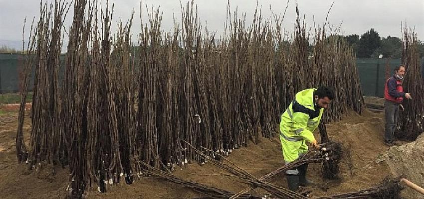 Yüzde 50 hibeli fidan desteği başvuruları başladı